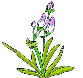 花卉古典插畫