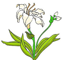 花卉古典插畫
