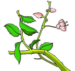 花卉古典插畫