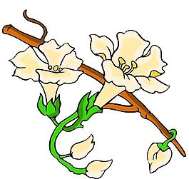 花卉古典插畫