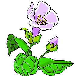 花卉古典插畫