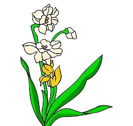 花卉古典插畫
