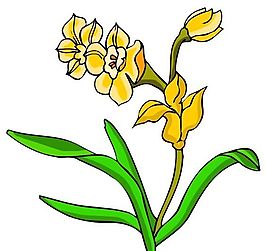 花卉古典插畫