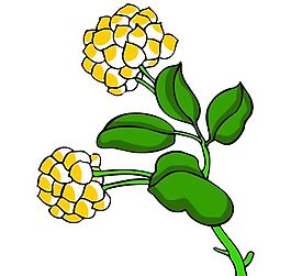 花卉古典插畫