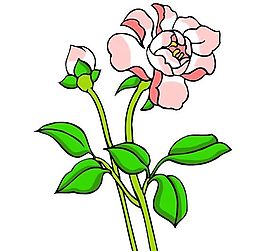 花卉古典插畫