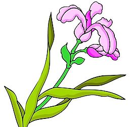 花卉古典插畫