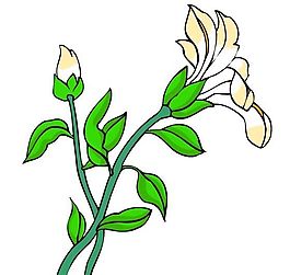花卉古典插畫