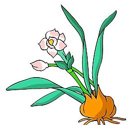 花卉古典插畫