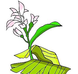 花卉古典插畫