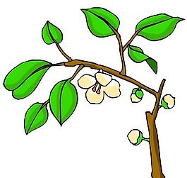 花卉古典插畫