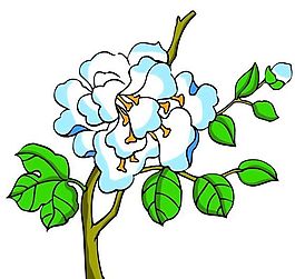 花卉古典插畫