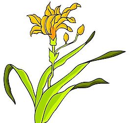 花卉古典插畫