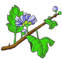 花卉古典插畫