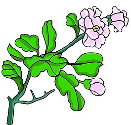 花卉古典插畫