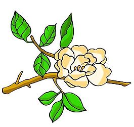 花卉古典插畫