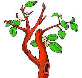 樹木古典插畫