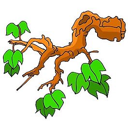 樹木古典插畫