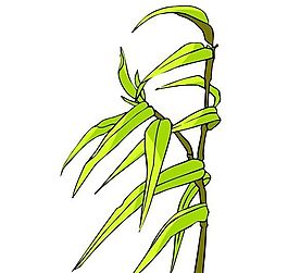 樹木古典插畫