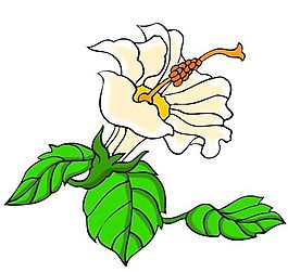 花卉古典插畫