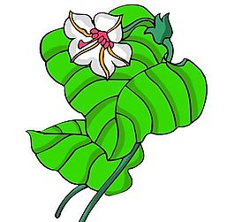 花卉古典插畫
