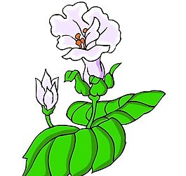 花卉古典插畫