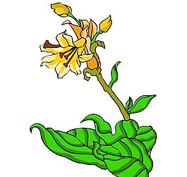 花卉古典插畫