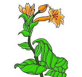花卉古典插畫(huà)
