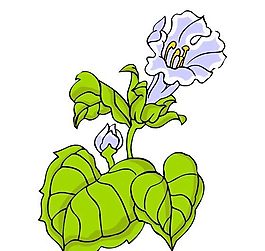 花卉古典插畫