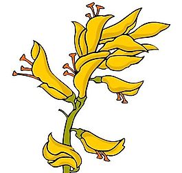花卉古典插畫