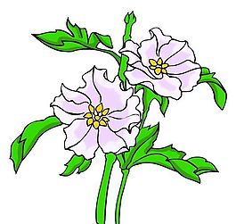 花卉古典插畫