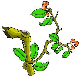 花卉古典插畫