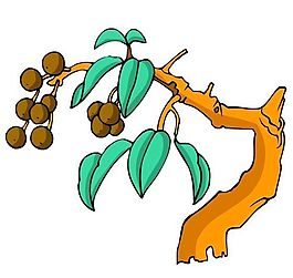 花卉古典插畫(huà)