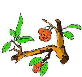 花卉古典插畫