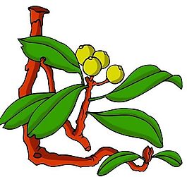 花卉古典插畫