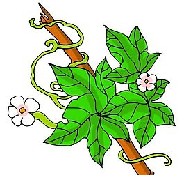 花卉古典插畫