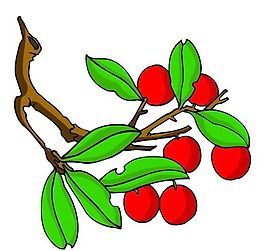 花卉古典插畫