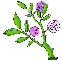 花卉古典插畫(huà)