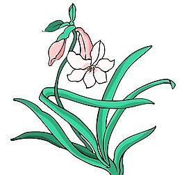 花卉古典插畫