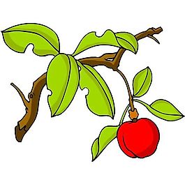 花卉古典插畫