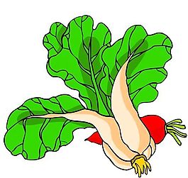 花卉古典插畫