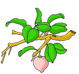 花卉古典插畫(huà)