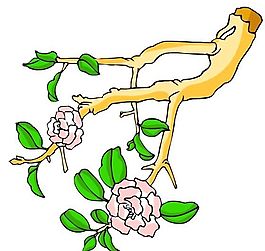 花卉古典插畫