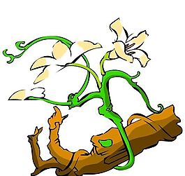 花卉古典插畫