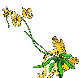 花卉古典插畫