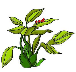 花卉古典插畫
