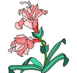花卉古典插畫