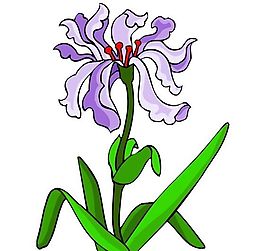花卉古典插畫