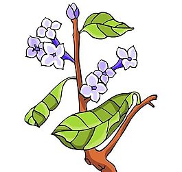 花卉古典插畫