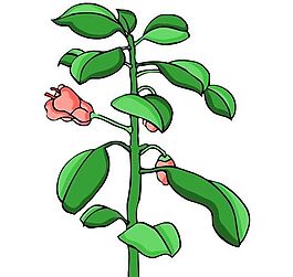 花卉古典插畫(huà)