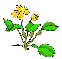 花卉古典插畫
